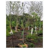 Serviceberry, Autumn Brilliance Amerlanchier x Grandiflora 2" caliper, Ball & Burlap SKU#7063