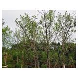 Serviceberry, Autumn Brilliance Amerlanchier x Grandiflora 2" caliper, Ball & Burlap SKU#7063