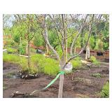 Serviceberry, Autumn Brilliance Amerlanchier x Grandiflora 2" caliper, Ball & Burlap SKU#7063