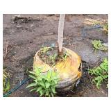 Serviceberry, Autumn Brilliance Amerlanchier x Grandiflora 2" caliper, Ball & Burlap SKU#7063