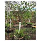 Crabapple Red Jewel Malus Jewelcole 2" caliper, Ball & Burlap SKU#1543