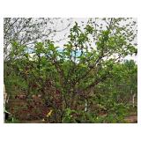 Crabapple Red Jewel Malus Jewelcole 2" caliper, Ball & Burlap SKU#1543