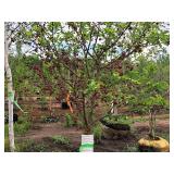 Crabapple Red Jewel Malus Jewelcole 2" caliper, Ball & Burlap SKU#1543