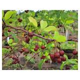 Crabapple Red Jewel Malus Jewelcole 2" caliper, Ball & Burlap SKU#1543