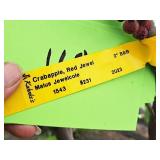 Crabapple Red Jewel Malus Jewelcole 2" caliper, Ball & Burlap SKU#1543