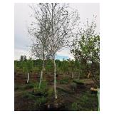 Whitespire Birch Betula Populifolia Whitespire 2.5" caliper, Ball & Burlap SKU#1884