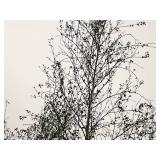 Whitespire Birch Betula Populifolia Whitespire 2.5" caliper, Ball & Burlap SKU#1884