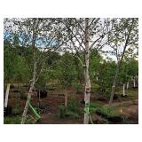 Whitespire Birch Betula Populifolia Whitespire 2.5" caliper, Ball & Burlap SKU#1884