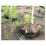 Whitespire Birch Betula Populifolia Whitespire 2.5" caliper, Ball & Burlap SKU#1884