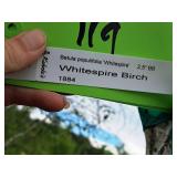 Whitespire Birch Betula Populifolia Whitespire 2.5" caliper, Ball & Burlap SKU#1884