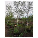 Whitespire Birch Betula Populifolia Whitespire 2.5" caliper, Ball & Burlap SKU#1884