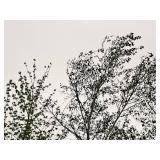 Whitespire Birch Betula Populifolia Whitespire 2.5" caliper, Ball & Burlap SKU#1884