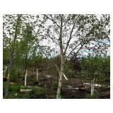 Whitespire Birch Betula Populifolia Whitespire 2.5" caliper, Ball & Burlap SKU#1884