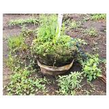 Whitespire Birch Betula Populifolia Whitespire 2.5" caliper, Ball & Burlap SKU#1884