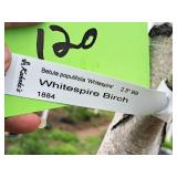 Whitespire Birch Betula Populifolia Whitespire 2.5" caliper, Ball & Burlap SKU#1884