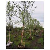 River Birch 2.5" caliper, Ball & Burlap