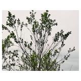 River Birch 2.5" caliper, Ball & Burlap