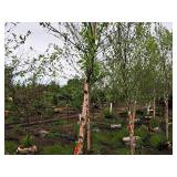 River Birch 2.5" caliper, Ball & Burlap