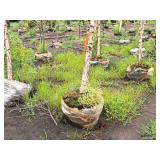 River Birch 2.5" caliper, Ball & Burlap