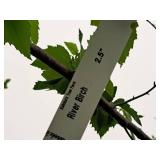 River Birch 2.5" caliper, Ball & Burlap
