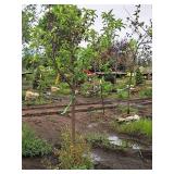 Red Jewel Crabapple 2" caliper, Ball & Burlap