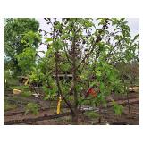 Red Jewel Crabapple 2" caliper, Ball & Burlap