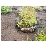 Red Jewel Crabapple 2" caliper, Ball & Burlap