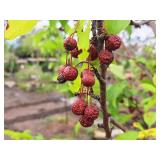 Red Jewel Crabapple 2" caliper, Ball & Burlap