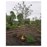 Serviceberry, Autumn Brilliance Amerlanchier x Grandiflora 2" caliper, Ball & Burlap SKU#7063