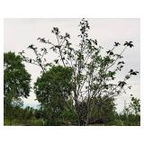 Serviceberry, Autumn Brilliance Amerlanchier x Grandiflora 2" caliper, Ball & Burlap SKU#7063