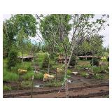 Serviceberry, Autumn Brilliance Amerlanchier x Grandiflora 2" caliper, Ball & Burlap SKU#7063