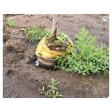 Serviceberry, Autumn Brilliance Amerlanchier x Grandiflora 2" caliper, Ball & Burlap SKU#7063