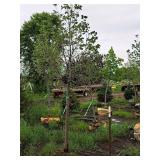 Boulevard Linden Tilia Americana 2.5" caliper, Ball & Burlap SKU#7144