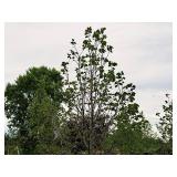 Boulevard Linden Tilia Americana 2.5" caliper, Ball & Burlap SKU#7144