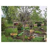 Boulevard Linden Tilia Americana 2.5" caliper, Ball & Burlap SKU#7144