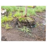 Boulevard Linden Tilia Americana 2.5" caliper, Ball & Burlap SKU#7144