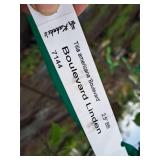 Boulevard Linden Tilia Americana 2.5" caliper, Ball & Burlap SKU#7144