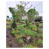 Serviceberry, Autumn Brilliance Amerlanchier x Grandiflora 2" caliper, Ball & Burlap SKU#7063