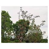 Serviceberry, Autumn Brilliance Amerlanchier x Grandiflora 2" caliper, Ball & Burlap SKU#7063