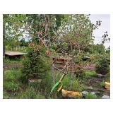 Serviceberry, Autumn Brilliance Amerlanchier x Grandiflora 2" caliper, Ball & Burlap SKU#7063