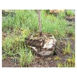 Serviceberry, Autumn Brilliance Amerlanchier x Grandiflora 2" caliper, Ball & Burlap SKU#7063