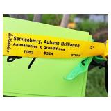 Serviceberry, Autumn Brilliance Amerlanchier x Grandiflora 2" caliper, Ball & Burlap SKU#7063