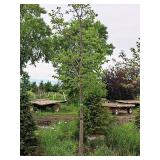 Redmond Linden Tilia Americana Redmond 2.5" caliper, Ball & Burlap SKU#1553