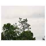 Redmond Linden Tilia Americana Redmond 2.5" caliper, Ball & Burlap SKU#1553