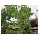 Redmond Linden Tilia Americana Redmond 2.5" caliper, Ball & Burlap SKU#1553