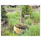 Redmond Linden Tilia Americana Redmond 2.5" caliper, Ball & Burlap SKU#1553