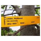 Redmond Linden Tilia Americana Redmond 2.5" caliper, Ball & Burlap SKU#1553