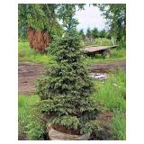 Black Hills Spruce Picea Glauca Densata 5