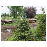 Black Hills Spruce Picea Glauca Densata 5