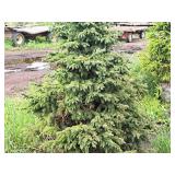 Black Hills Spruce Picea Glauca Densata 5